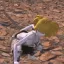 VRoid Race Face+ Animation+ 4