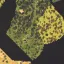 Map Revealer for DST 1