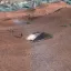 Heightmap Fix (RE_Kenshi) 4